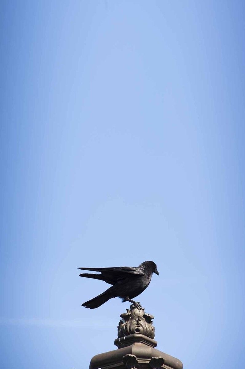 青空を背に、彫像の上にとまるカラス